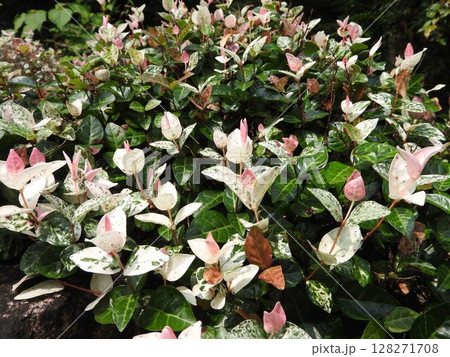 グランドカバーになる「ハツユキカズラ」の葉 128271708