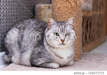 A gray and white cat on the floor by a scratching post A gray and white cat on the floor by a scratching post 128271715