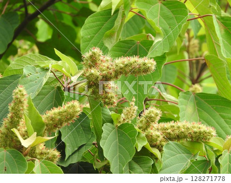 アカメガシワの若い実 128271778