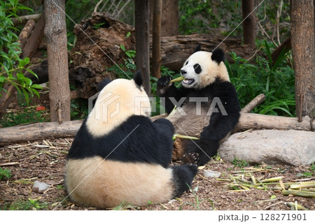 仲良くタケノコを食べる親子パンダ 128271901