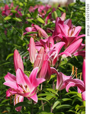 雨上がりの赤いスカシユリ（朝日を浴びた透かし百合の花々） 128271920