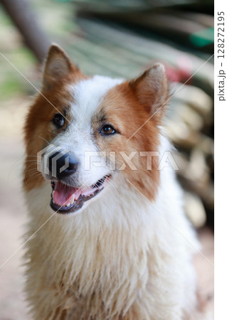 A loyal and cheerful Thai Bangkaew dog with fluffy white and brown fur. A loyal and cheerful Thai Bangkaew dog with fluffy white and brown fur. 128272195