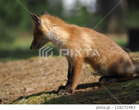 無邪気な子ぎつね 128272463