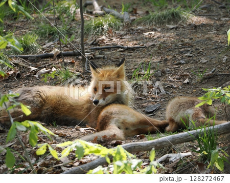 親子のキタキツネ 親子のキタキツネ 128272467