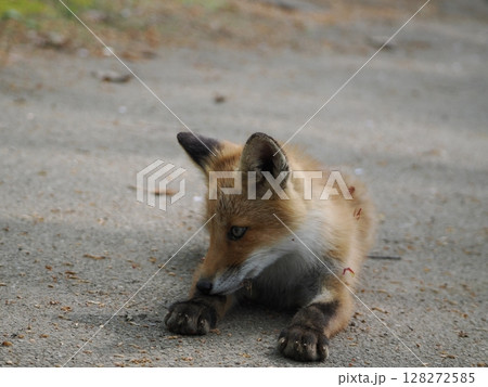 無邪気な子ぎつね 128272585