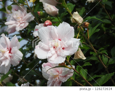 八重咲きの「ムクゲ」の花 128272614