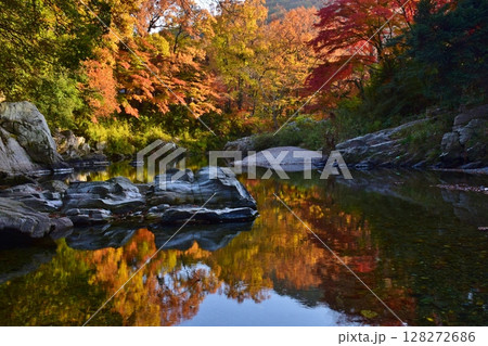 嵐山(らんざん)渓谷の紅葉 嵐山(らんざん)渓谷の紅葉 128272686
