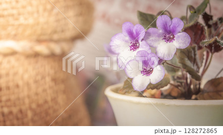 Nature background image. Close-up of flower and Vintage tone color scheme. flowers of sinningia tree. Selective focal and Space on the side for text entry. 128272865
