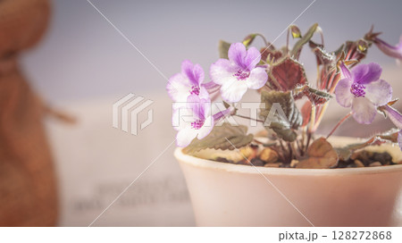 Nature background image. Close-up of flower and Vintage tone color scheme. flowers of sinningia tree. Selective focal and Space on the side for text entry. 128272868