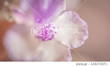 Nature background image. Close-up of flower and Vintage tone color scheme. flowers of sinningia tree. Selective focal and Space on the side for text entry. 128272871