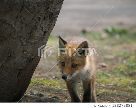 無邪気な子ぎつね 無邪気な子ぎつね 128272881