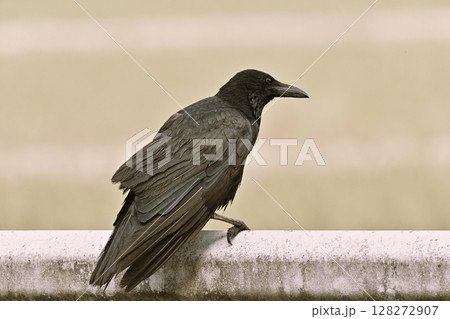 カラス カラス 128272907