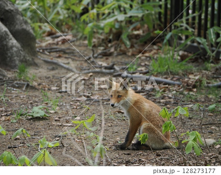 ひとりたたずむ仔狐 128273177