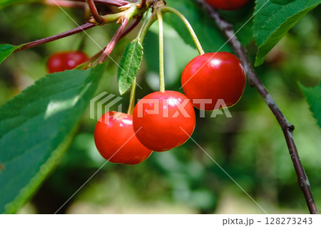 delicious red cherries in the countryside garden. fresh organic cherry in summer. ripe sweet fruit among green leaves on the branch. raw juicy food full of vitamin 128273243