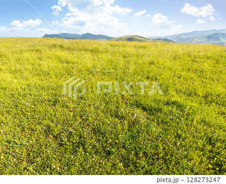 mountainous countryside landscape in summer. rural pasture. grassy meadow on top of a hill. distant mountain ridge in morning light. sunny weather with clouds on the blue sky. alps of ukraine mountainous countryside landscape in summer. rural pasture. grassy meadow on top of a hill. distant mountain ridge in morning light. sunny weather with clouds on the blue sky. alps of ukraine 128273247