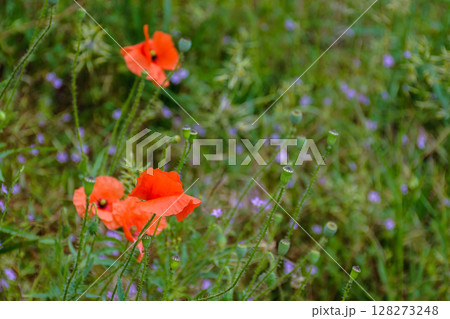 red poppy flower bloom in summer. beautiful meadow somewhere in ukrainian countryside. outdoor closeup photography. floral background of the garden. idyllic rural freshness 128273248