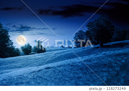 beech forest on the grassy hill at night. alpine scenery with trees in lush leaves. primeval woods in full moon light. dark clouds on the sky 128273249