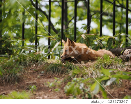 リラックスしている仔狐 128273267