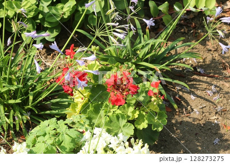 富士見公園を歩いた 128273275