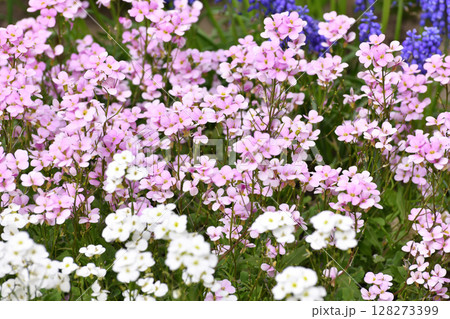Arabis - an early spring flower, primrose 128273399