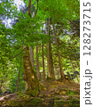 Sunlight filters through vibrant green leaves as tall trees rise majestically in lush forest. Peaceful natural setting by water's edge ideal for eco-tourism, outdoor activities, nature photography. 128273715