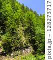 Sunlight filters through tall trees in a vibrant green forest. Clear blue sky enhances tranquility in this natural setting. Concept of outdoor adventures, eco-tourism, wellness. 128273717