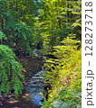 Lush green forest with creek flowing quietly through trees. Sunlight filters through foliage creating serene atmosphere. Concept of nature exploration, outdoor adventures, environmental conservation. 128273718