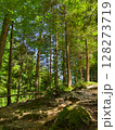 Light streams down through towering trees in a vibrant green forest. Peaceful natural landscape with rocky ground evokes tranquility. Concept of eco-tourism, outdoor adventures, nature retreats. 128273719