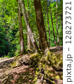 Tall trees with exposed roots are immersed in lush green surroundings. Sunlight filters through leaves in serene forest. Concept of nature conservation, outdoor adventure, eco-tourism. 128273721