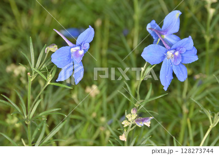 和らぎの庭のオオヒエンソウ 128273744
