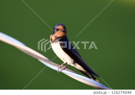 ツバメ swallow / Japan 128274046
