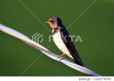 ツバメ swallow / Japan 128274048