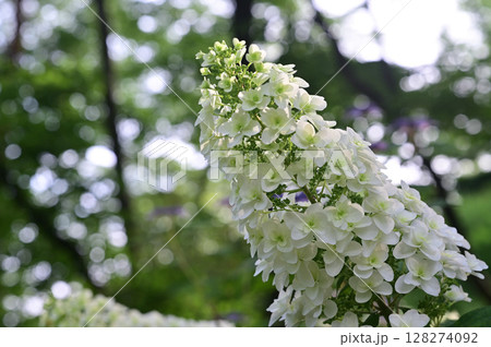 八重咲きカシワバアジサイ 128274092