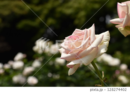 淡いピンクの春のバラ 淡いピンクの春のバラ 128274402