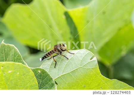 シオヤアブ(オス) シオヤアブ(オス) 128274403