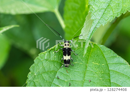 ラミーカミキリ 128274408