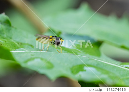 ホソヒラタアブ（メス）　　 128274416