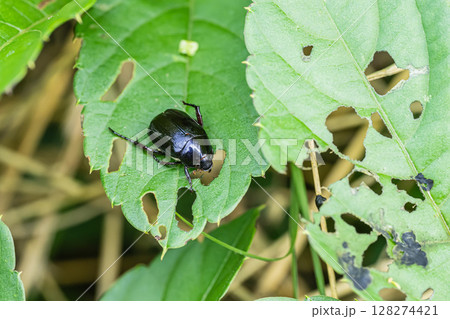 コガネムシ 128274421