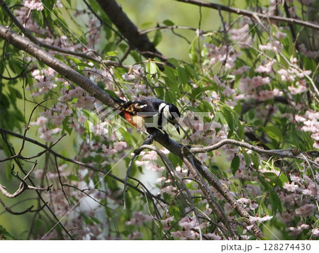 桜の木にいる毛虫を狙うアカゲラ 桜の木にいる毛虫を狙うアカゲラ 128274430