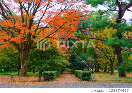 紅葉したモミジのある公園 紅葉したモミジのある公園 128274437