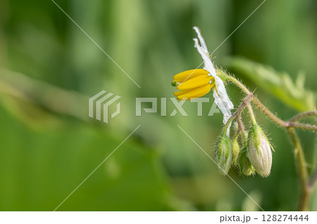 夏の野原に咲く草花　ワルナスビ 128274444