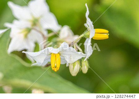 夏の野原に咲く草花 ワルナスビ 夏の野原に咲く草花 ワルナスビ 128274447