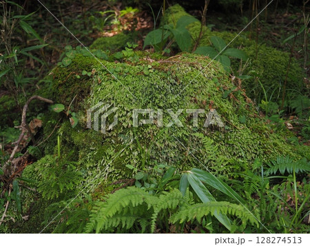 苔のある風景写真 苔のある風景写真 128274513