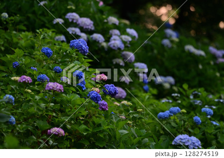 アジサイ アジサイ 128274519