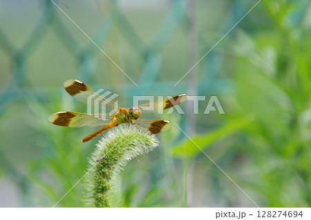 草穂に蜻蛉 128274694