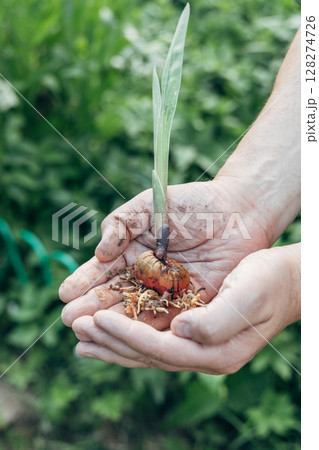 hands holding gladiolus flower bulb onion before planting hands holding gladiolus flower bulb onion before planting 128274726