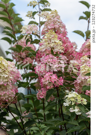 Hydrangea paniculata sort Fraise Melba hydrangea with pink flowers blooms in the garden in summer 128274732