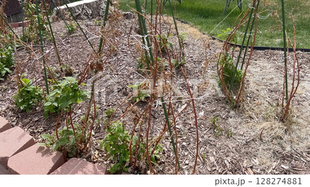A raised brick-edged garden bed features early spring plant growth with visible mulch and green sprouts emerging from dormant stems. The garden is located in a backyard with a lawn and fence in view. 128274881