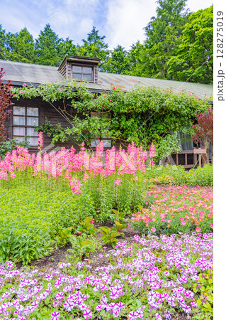 （大分県）くじゅう花公園、初夏の花々 128275019