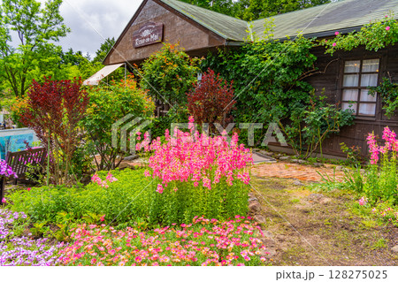 （大分県）くじゅう花公園、初夏の花々 128275025